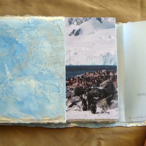 From Penguins to Polar Bears - Antarctica