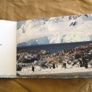 From Penguins to Polar Bears - Antarctica - page 1