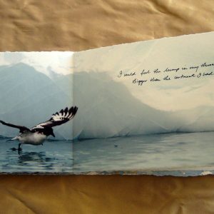 From Penguins to Polar Bears - Antarctica - page 6
