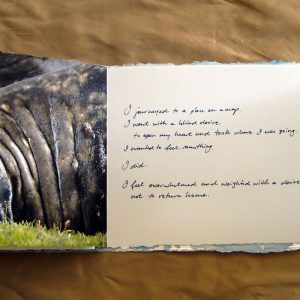 From Penguins to Polar Bears - Antarctica - page 7