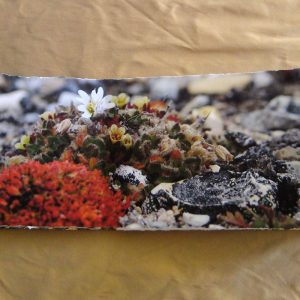 From Penguins to Polar Bears - The Arctic - page 3