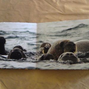 From Penguins to Polar Bears - The Arctic - page 4