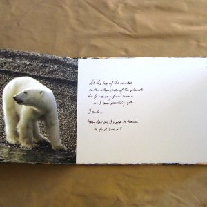 From Penguins to Polar Bears - The Arctic - page 7