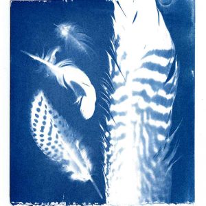 Feathers cyanotype by Kim Herringe