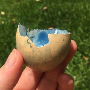 cyanotype on eggshells - the outside of the sheel