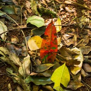 A Giant Earthworm home at the base of Mook Mook