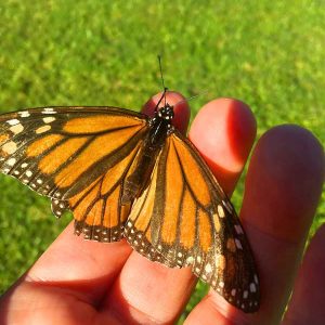 A monarch butterfly stop to say hello