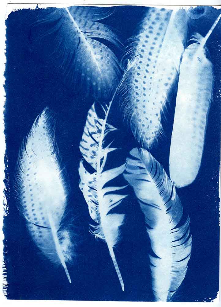 Feathers cyanotype