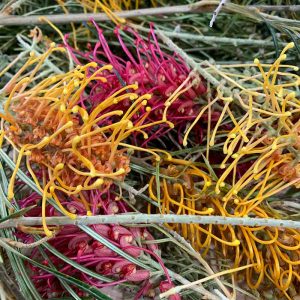 Eco-printing with botanicals