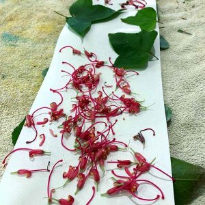 Eco-print on paper workshop May 2020