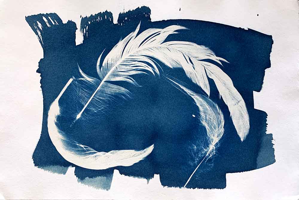 Rooster Tail cyanotype