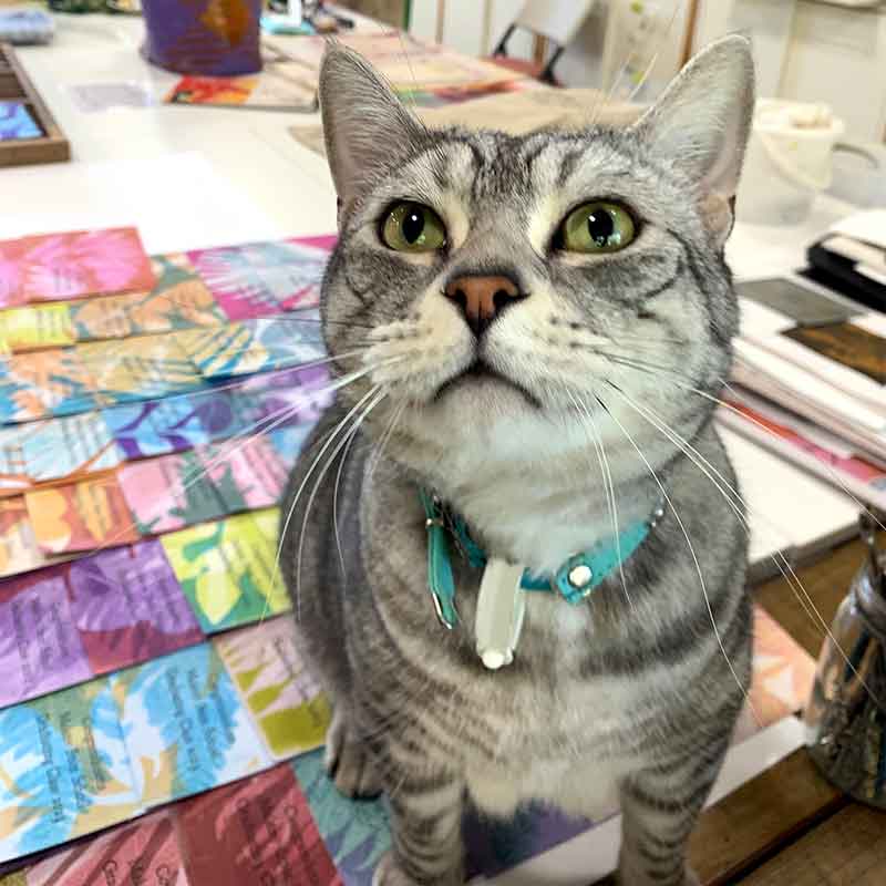 Monty, a printmakers cat