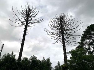 Bunya dieback