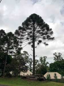 Burgum Rd bunya tree