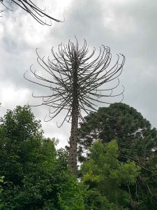 Burgum Rd bunya tree