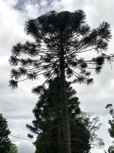Burgum Rd bunya tree