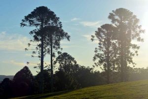 Sunshine Coast Hinterland bunya trees - Curramore