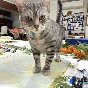 Monty, a printmakers cat