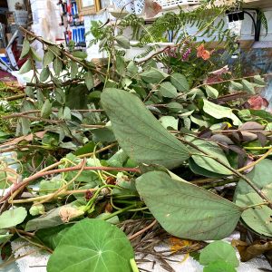 Eco-printing on paper June 2024