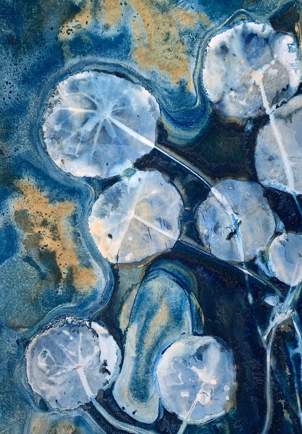 Lilly pond - Kim Herringe, wet cyanotype