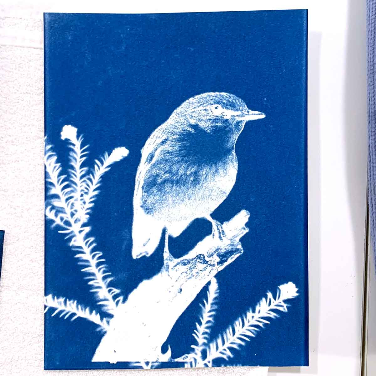 Cyanotype workshop September 24