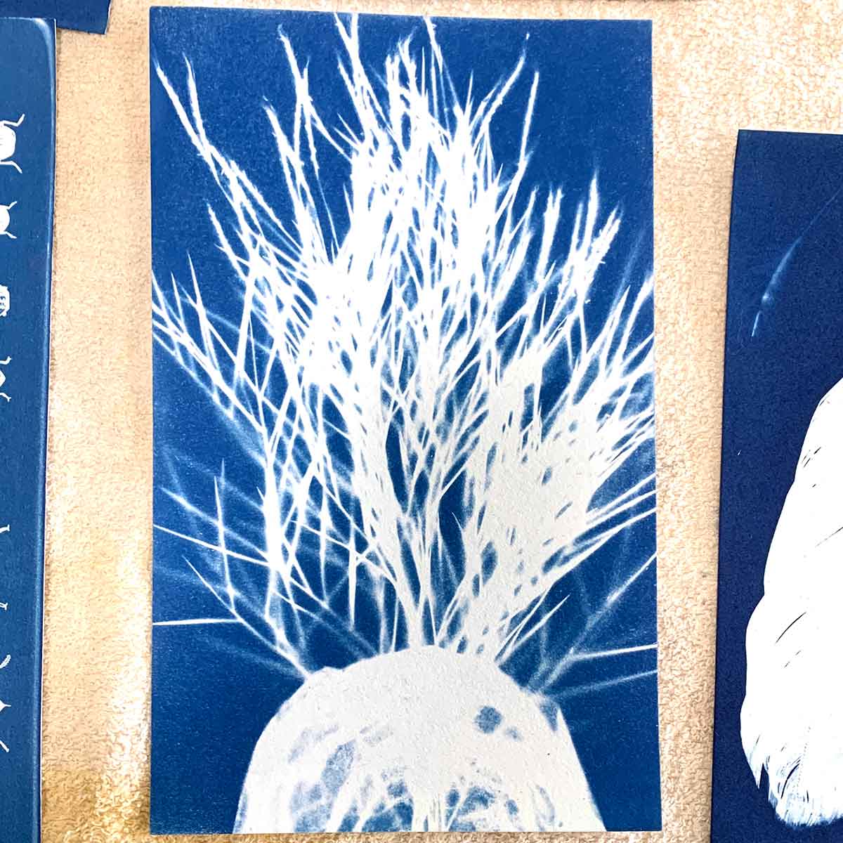 Cyanotype workshop September 24