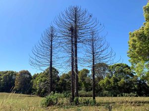 bunya tree skeletons, Curramore
