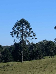 Hinterland Bunyas, Curramore - reference bunya pine tree 1