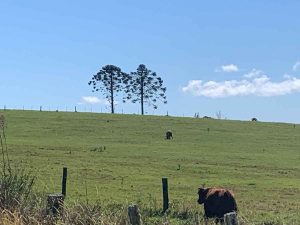 Hinterland Bunyas, Curramore - reference bunya pine trees 2