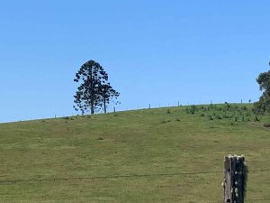 Hinterland Bunyas, Curramore - reference bunya pine trees 3