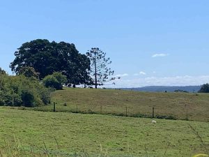 Hinterland Bunyas, Curramore - reference bunya pine tree 4