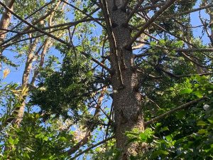 Hinterland Bunyas, Curramore - reference bunya pine tree 5