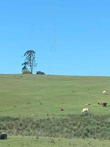 Hinterland Bunyas, Curramore - reference bunya pine trees 6