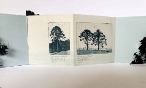 Hinterland Bunyas, Curramore, 24 August 2024