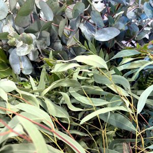 Eco-printing Private Group Workshop Feb25