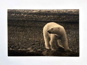 Photopolymer Photogravure - Kim Herringe