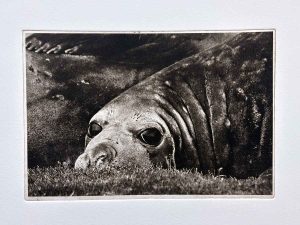Photopolymer Photogravure - Kim Herringe