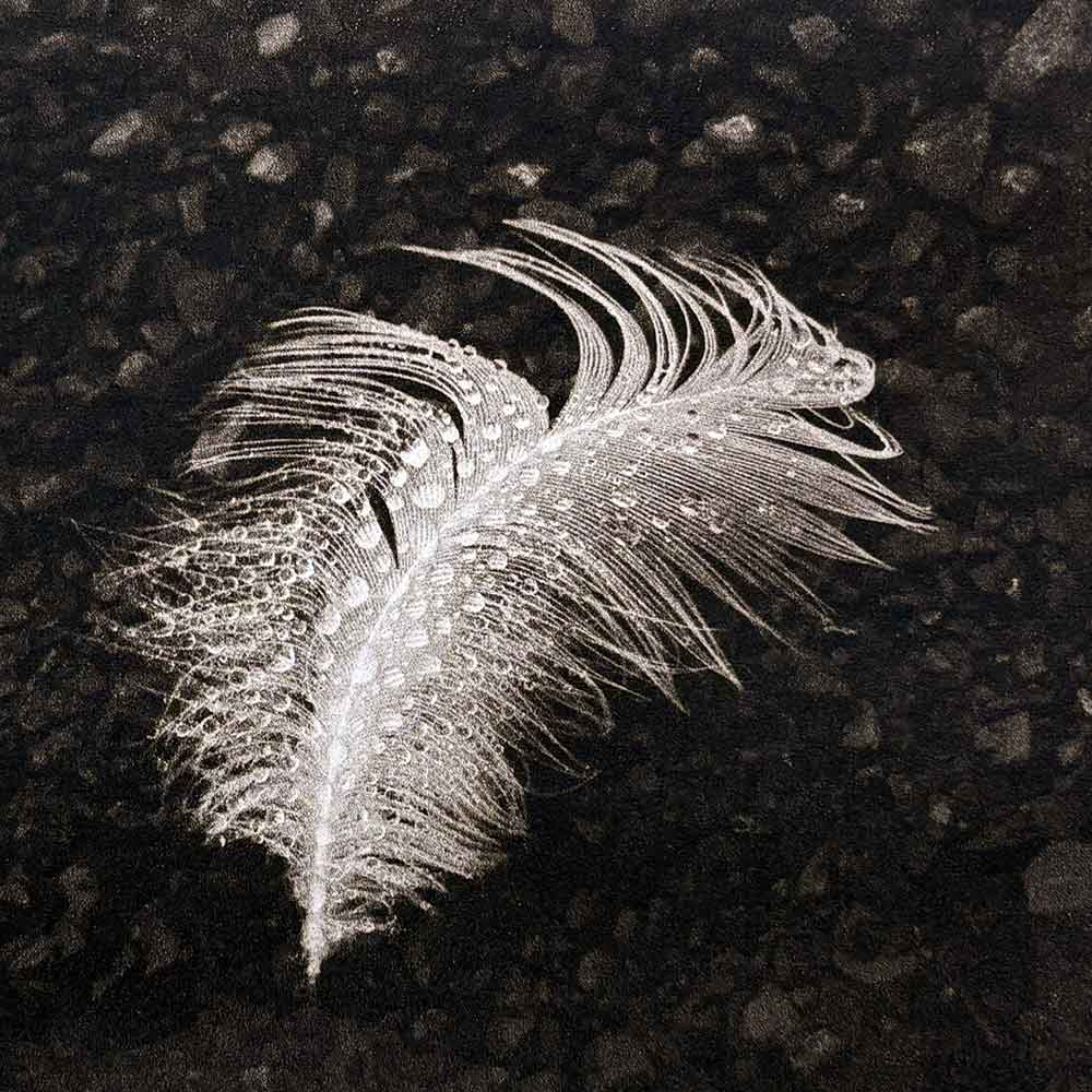 Photopolymer Photogravure - Kim Herringe
