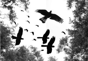 Where Wings Gather - yellow-tailed black cockatoo photo montage