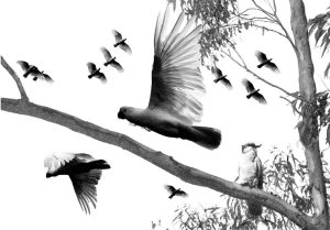 Where Wings Gather - white cockatoo photo montage