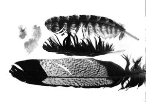 Where Wings Gather - yellow-tailed black cockatoo tail feather, tawny frogmouth feather, galah feathers and a magpie feather