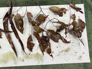 "Where Wings Gather" and artist book work in progress