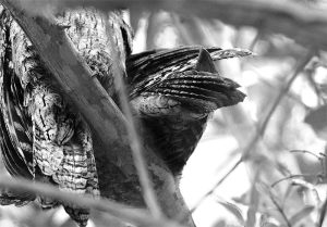 Where Wings Gather - tawny frogmouths