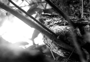 Where Wings Gather - tawny frogmouths