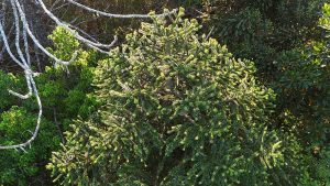 bunya tree full of cones