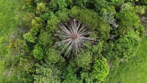 Mother bunya tree surrounded by her babies