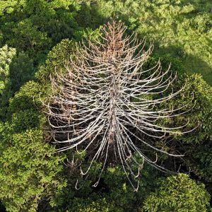 Mother bunya tree skeleton