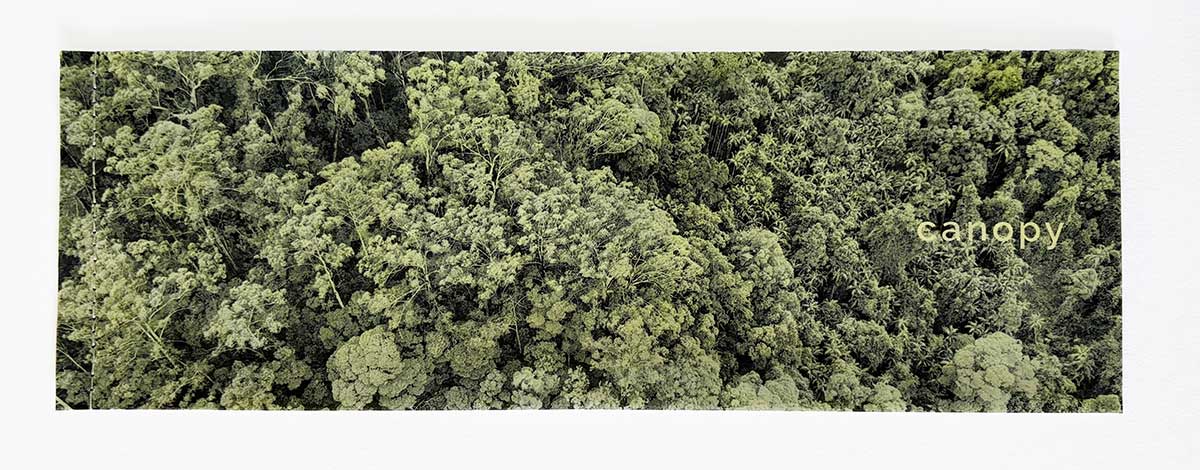 canopy artist book canopy artist book