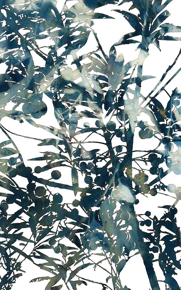 Ghosts of Gondwana - Elaeocarpus grandis