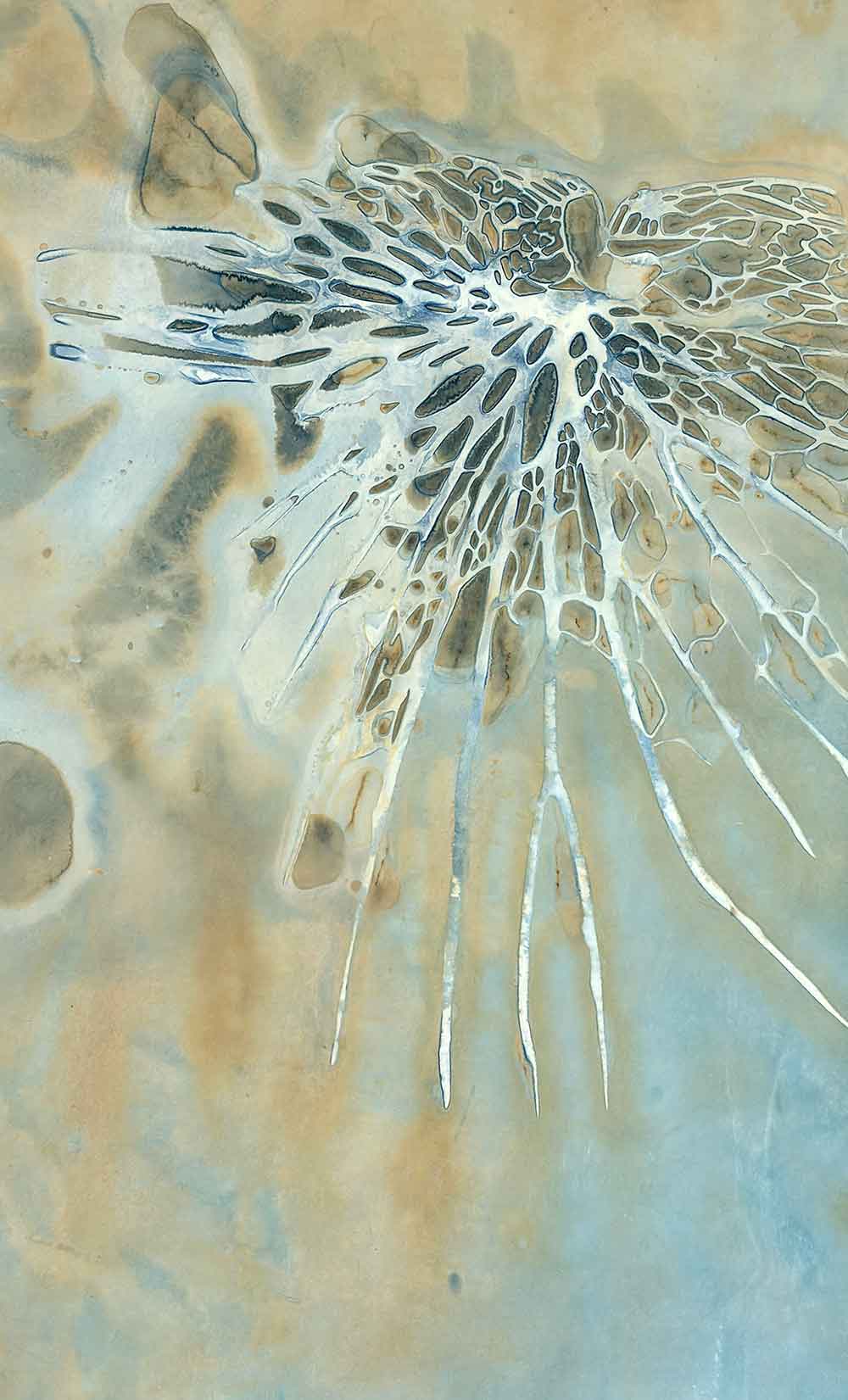 Ghosts of Gondwana - Platycerium superbum, shield
